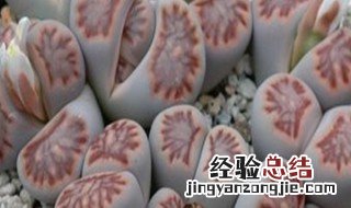 夏天为什么多肉不好养 夏天的多肉为啥不好养