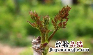 楤木的功效与作用及图片 楤木的功效与作用