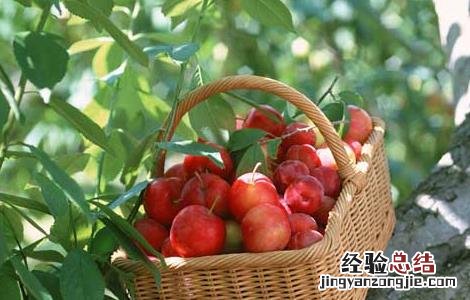 李子树苗的栽培技术 李子树苗培育技术