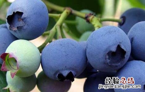 蓝莓的扦插繁殖方法视频 蓝莓的扦插繁殖方法