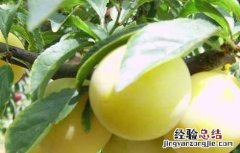 李子树病虫害防治技术!卷叶病防治 李子树病虫害防治技术