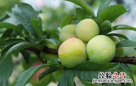 李子树病虫害防治技术!卷叶病防治 李子树病虫害防治技术