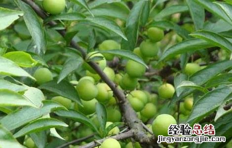 李子树病虫害防治技术!卷叶病防治 李子树病虫害防治技术