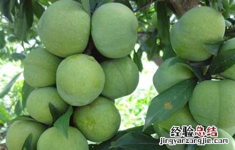 李子树病虫害防治技术!卷叶病防治 李子树病虫害防治技术