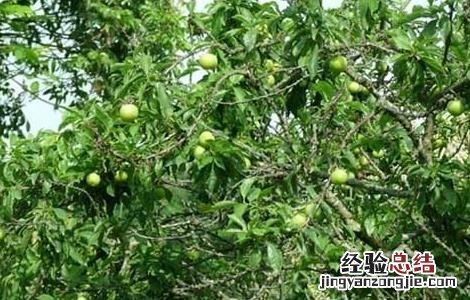 李子树嫁接技术 李子树嫁接技术视频