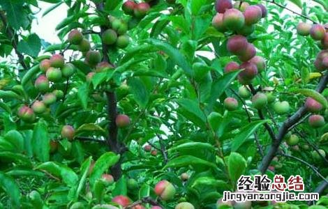 李子树嫁接技术 李子树嫁接技术视频