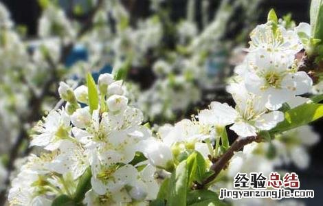 李子树嫁接技术 李子树嫁接技术视频