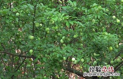 李子树嫁接技术 李子树嫁接技术视频