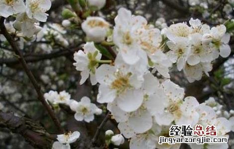 李子树嫁接技术 李子树嫁接技术视频