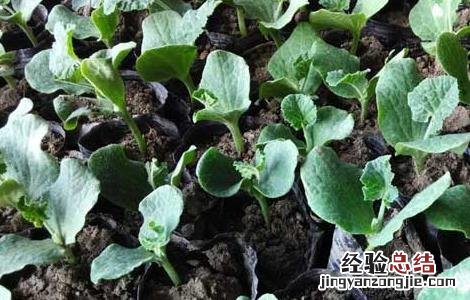 哈密瓜病虫害防治技术 哈密瓜病虫害以及防治要点