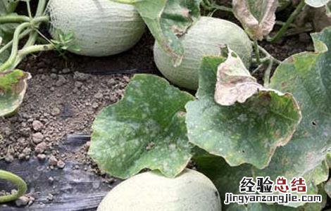 哈密瓜病虫害防治技术 哈密瓜病虫害以及防治要点