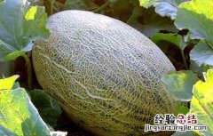 哈密瓜病虫害防治技术 哈密瓜病虫害以及防治要点