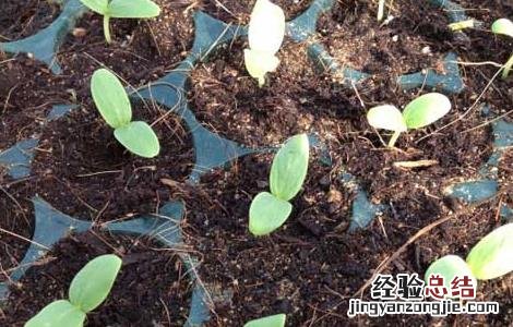 哈密瓜种子处理方法 哈密瓜种子处理方法图解