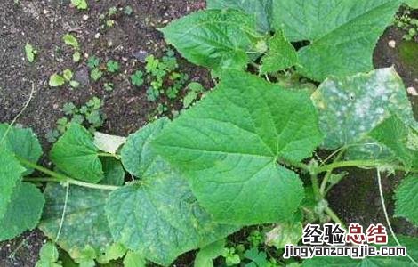 哈密瓜种子处理方法 哈密瓜种子处理方法图解