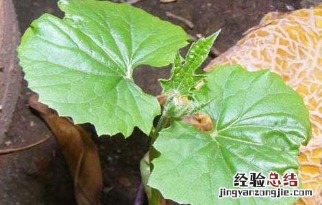 哈密瓜种子处理方法 哈密瓜种子处理方法图解