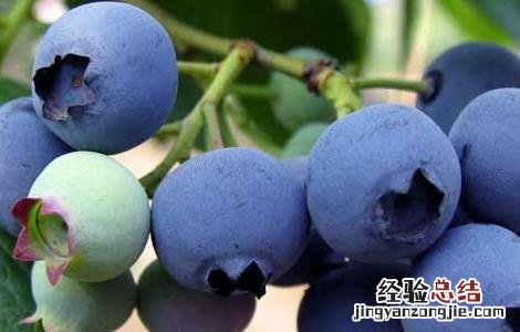 蓝莓的产地分布 蓝莓的产地分布在哪里