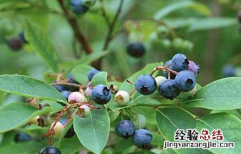 蓝莓的产地分布 蓝莓的产地分布在哪里