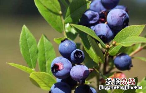 蓝莓的产地分布 蓝莓的产地分布在哪里