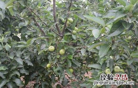 苹果树生长多少年 苹果树的寿命有多长