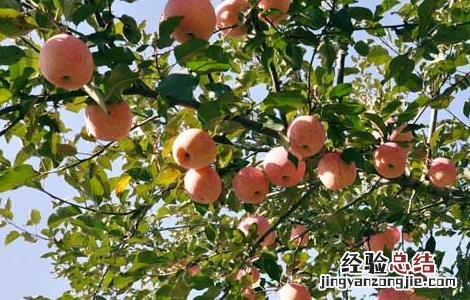 苹果树生长多少年 苹果树的寿命有多长