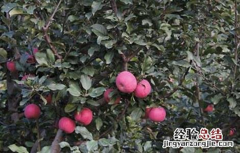 苹果的种植条件 苹果的种植条件高中地理