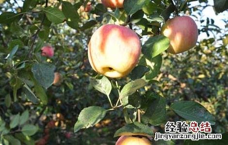 苹果的种植条件 苹果的种植条件高中地理