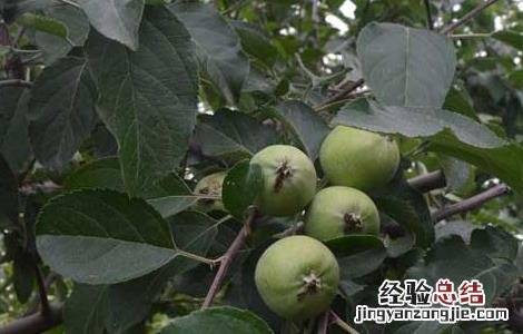 苹果的种植条件 苹果的种植条件高中地理