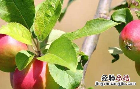 苹果的种植条件 苹果的种植条件高中地理