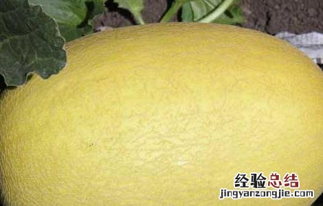 哈密瓜的产地分布 哈密瓜的主要产地