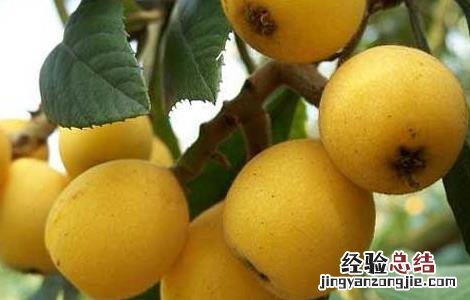 枇杷苗种植技术和管理 枇杷苗种植技术