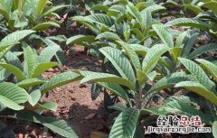 枇杷苗种植技术和管理 枇杷苗种植技术