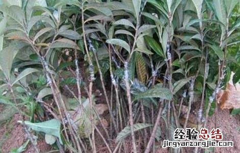 枇杷苗种植技术和管理 枇杷苗种植技术
