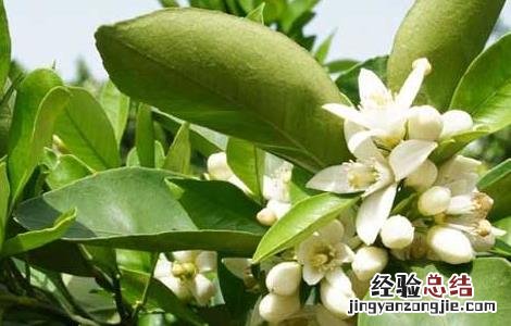 柑橘的种植条件 柑橘的种植条件地理