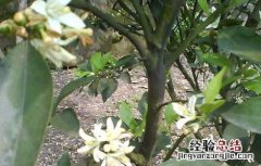 柑橘的种植条件 柑橘的种植条件地理