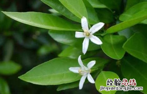 柑橘的种植条件 柑橘的种植条件地理