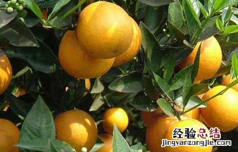 柑橘的种植条件 柑橘的种植条件地理