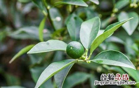 柑橘的种植条件 柑橘的种植条件地理