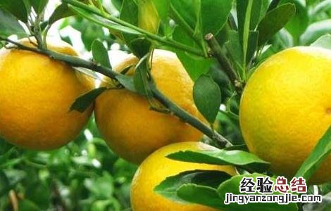 柑橘的存储方法有哪些 柑橘的存储方法有哪些图片