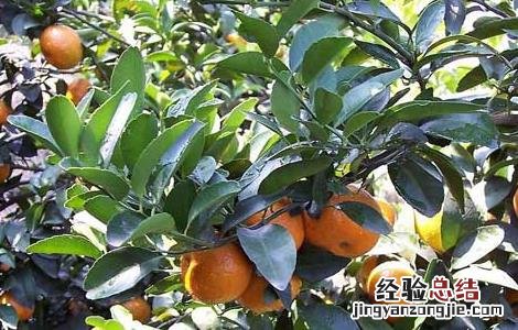 柑橘的存储方法有哪些 柑橘的存储方法有哪些图片