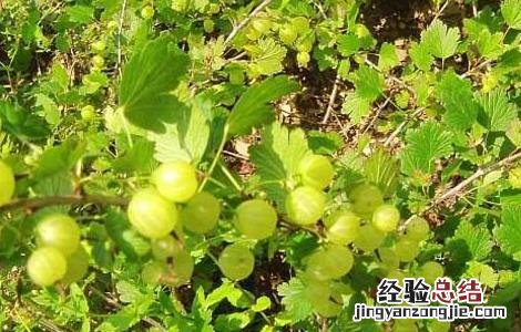 灯笼果种植条件,和温度 灯笼果的种植条件