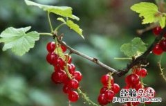 灯笼果种植条件,和温度 灯笼果的种植条件
