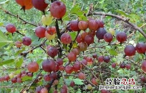 灯笼果种植条件,和温度 灯笼果的种植条件