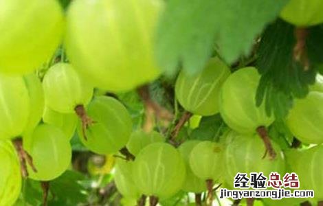 灯笼果的繁殖技术 灯笼果的繁殖技术有哪些