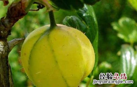 灯笼果的繁殖技术 灯笼果的繁殖技术有哪些