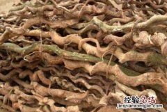胡椒根和胡椒的区别