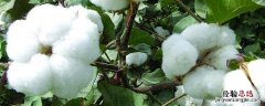 棉花红蜘蛛什么时候不用防治 棉花红蜘蛛生物防治