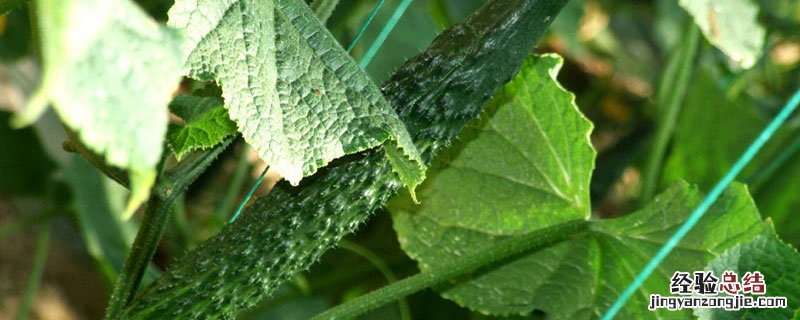 黄瓜是水果吗? 黄瓜是水果吗