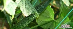 黄瓜是水果吗? 黄瓜是水果吗