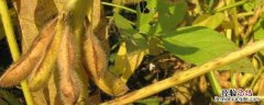 大豆出油率多少? 大豆出油率多少
