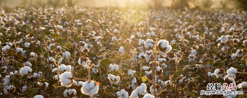 棉花算经济作物吗 棉花算庄稼吗